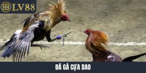 Đá gà cựa dao