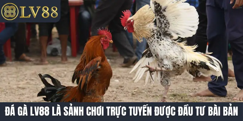 Đá gà LV88 là sảnh chơi trực tuyến được đầu tư bài bản