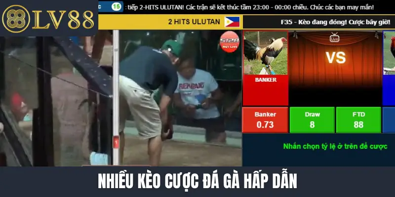 Nhiều kèo cược đá gà hấp dẫn