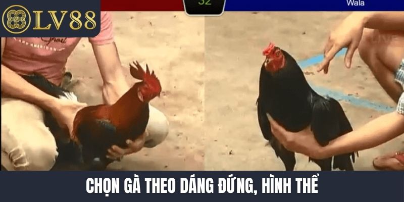 Chọn gà theo dáng đứng, hình thể